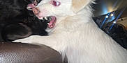 Coconut is registered to the contest to win money with this photo: black_cat, white_dog, teeth, mouth_open, fur, indoor, flash, close_up, animal_face, aggressive, pet, feline, canine, lighting, expression, contrast, dark_background, animal_interaction, intense, fight
