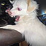 black_cat, white_dog, teeth, mouth_open, fur, indoor, flash, close_up, animal_face, aggressive, pet, feline, canine, lighting, expression, contrast, dark_background, animal_interaction, intense, fight