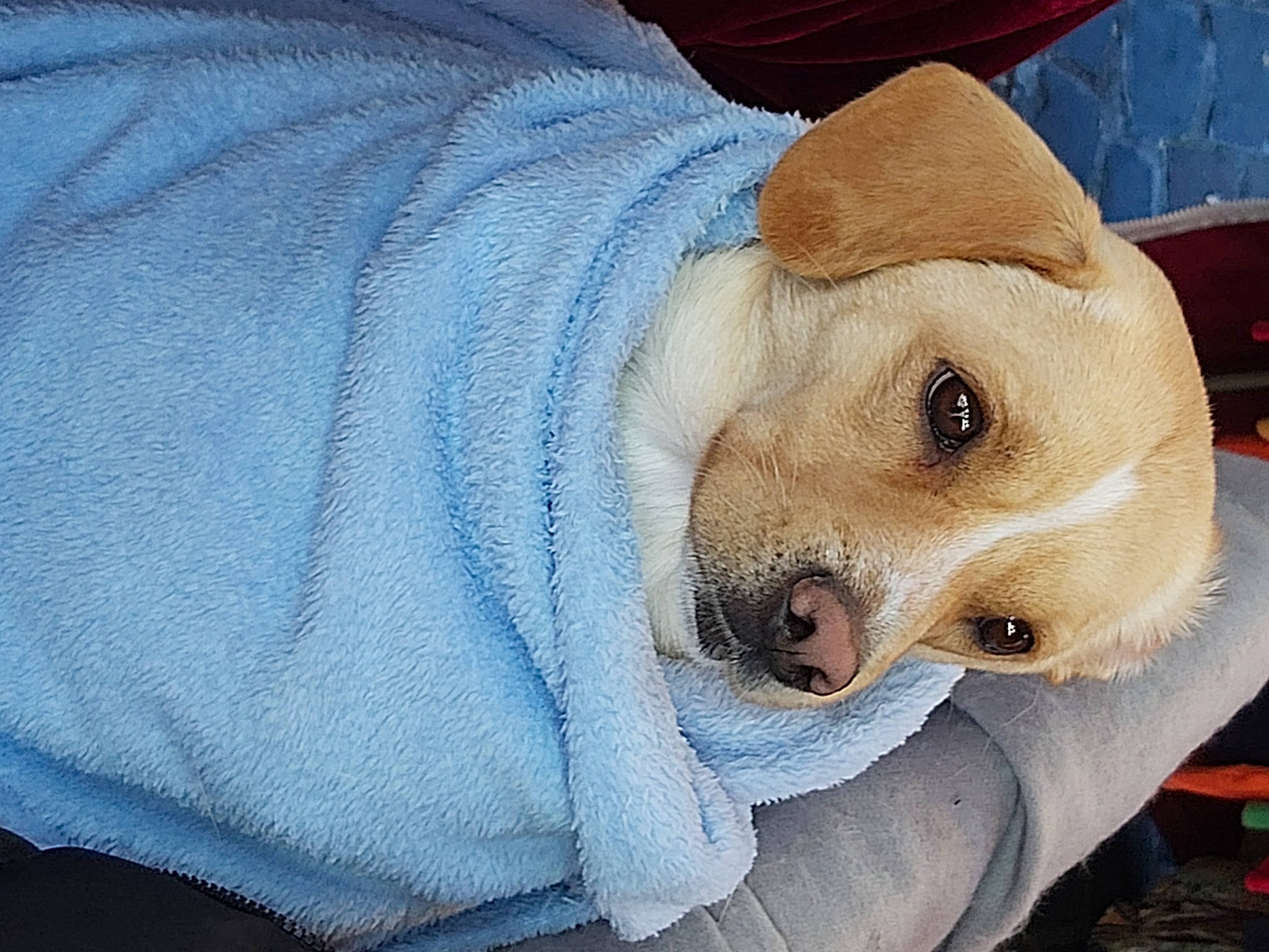 Oly a rejoint le concours — aidez-le/la à gagner de superbes lots ! canidae, carnivore, comfort, companion_dog, dog, dog_breed, dog_supply, electric_blue, fawn, fur, hat, linens, paw, puppy, snout, sporting_group, sun_hat, whiskers, working_animal, wrinkle