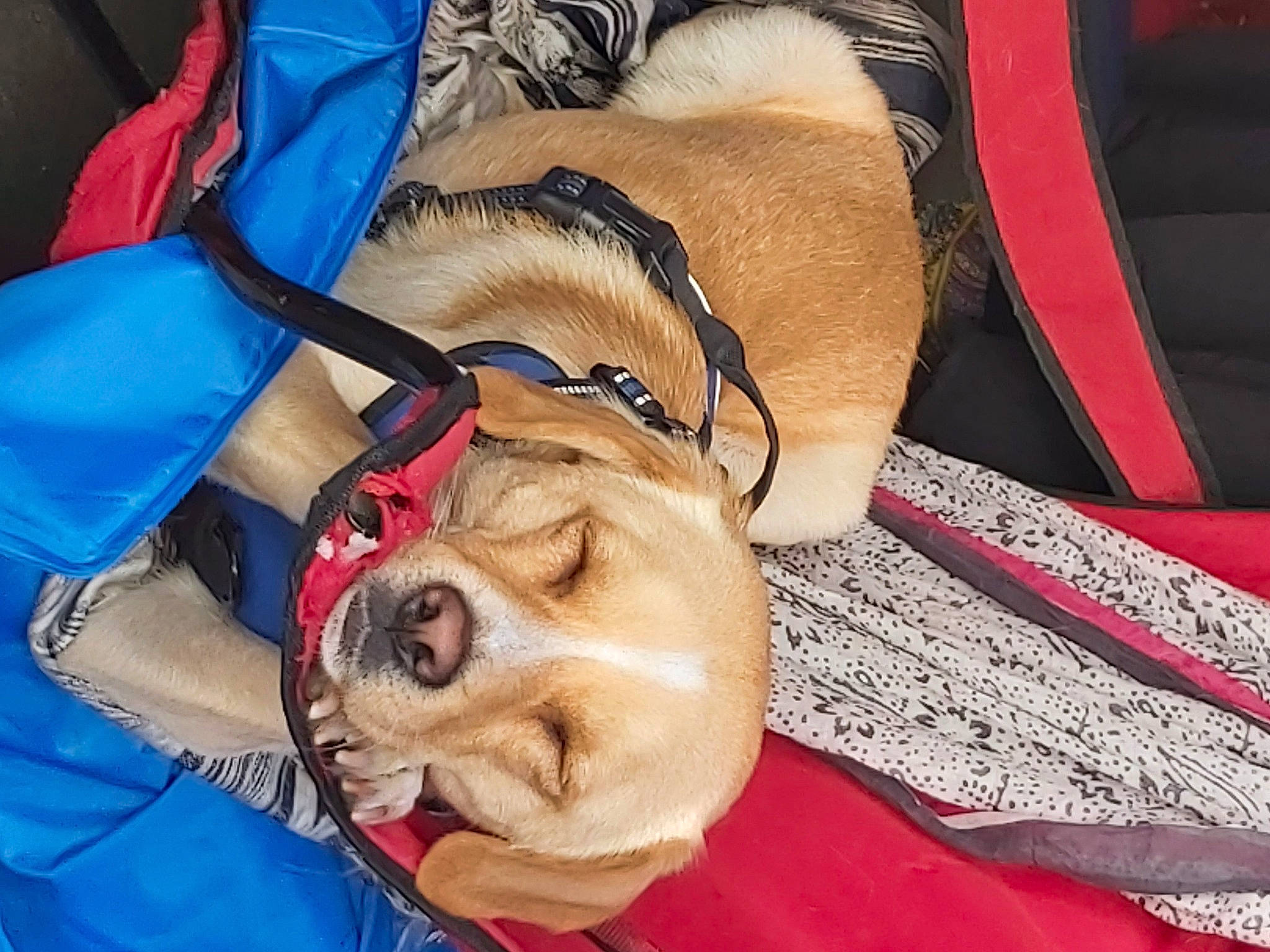 Oly a rejoint le concours — aidez-le/la à gagner de superbes lots ! canidae, carnivore, comfort, companion_dog, dog, dog_breed, dog_supply, electric_blue, eyewear, fawn, fun, fur, hat, leash, nap, pet_supply, sporting_group, toy_dog, working_animal, wrinkle