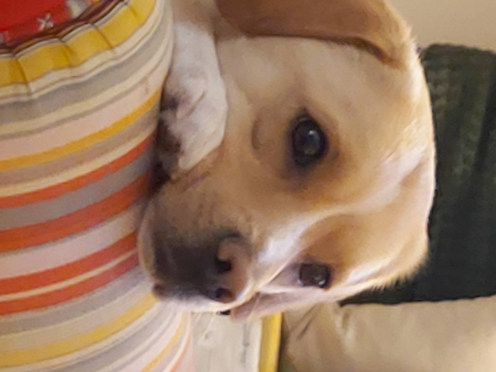 Oly participe au concours pour gagner de l'argent avec cette photo : canidae, carnivore, collar, companion_dog, dog, dog_breed, dog_collar, dog_supply, ear, fawn, fur, jaw, non_sporting_group, pet_supply, puppy, retriever, snout, sporting_group, whiskers, working_animal