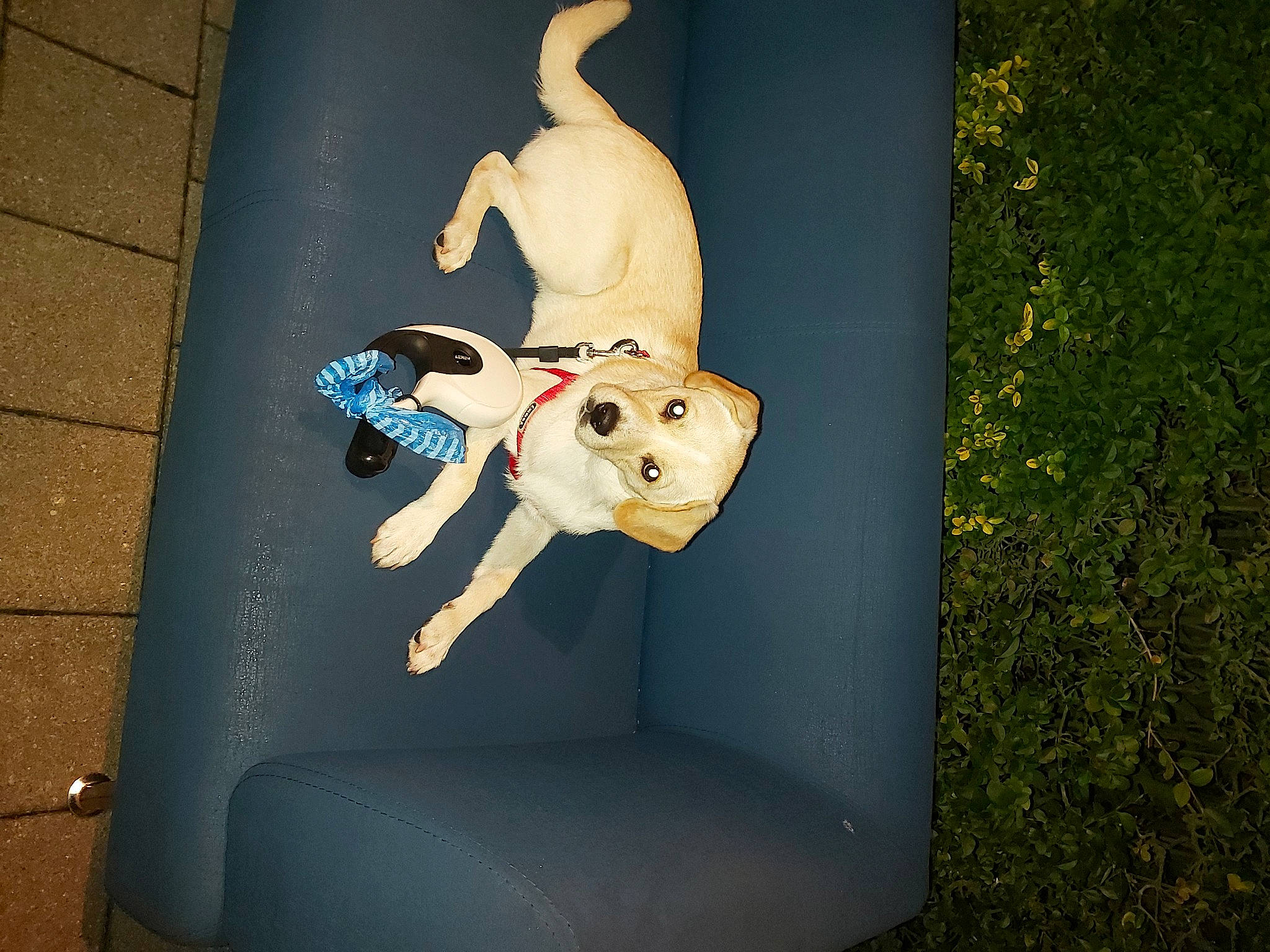 Bobi a rejoint le concours — aidez-le/la à gagner de superbes lots ! animation, canidae, companion_dog, dog_breed, fawn, grass, knee, non_sporting_group, plant, plastic, rectangle, sitting, stuffed_toy, toy, visual_arts