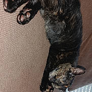 Chipie a rejoint le concours — aidez-le/la à gagner de superbes lots ! cat, tortoiseshell, sleeping, couch, furniture, indoor, pet, animal, relaxing, cozy, paw, fur, resting, brown, texture, cute, domestic, nap, home, comfortable