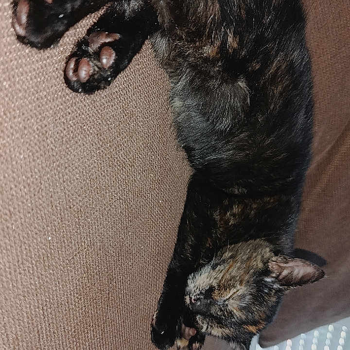 Chipie a rejoint le concours — aidez-le/la à gagner de superbes lots ! cat, tortoiseshell, sleeping, couch, furniture, indoor, pet, animal, relaxing, cozy, paw, fur, resting, brown, texture, cute, domestic, nap, home, comfortable