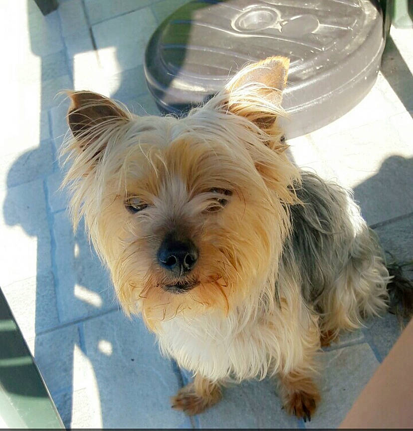 Gucci a rejoint le concours — aidez-le/la à gagner de superbes lots ! biewer_terrier, canidae, carnivore, companion_dog, dog, dog_breed, dog_supply, fawn, fur, non_sporting_group, small_terrier, sporting_group, terrestrial_animal, terrier, toy_dog, working_animal, yorkshire_terrier