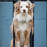 Waydi participe au concours pour gagner de l'argent avec cette photo : animal, blade, canine, collie, dagger, dog, eskimodog, fence, flagstone, goldenretriever, handrail, husky, knife, lion, pet, puppy, railing, snout, terrier, weapon