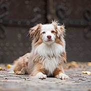 Waydi a rejoint le concours — aidez-le/la à gagner de superbes lots ! animal, canine, cat, cockerspaniel, collie, dog, eskimodog, flagstone, goldenretriever, hound, husky, leash, manx, papillon, path, pet, puppy, snout, terrier, walkway