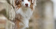 Waydi a rejoint le concours — aidez-le/la à gagner de superbes lots ! animal, canine, chihuahua, cockerspaniel, collie, dog, eskimodog, papillon, pet, poodle, puppy, terrier