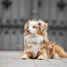 Waydi participe au concours pour gagner de l'argent avec cette photo : abyssinian, accessories, angora, animal, canine, cat, cockerspaniel, collie, dog, goldenretriever, hardwood, hound, kitten, manx, papillon, pet, puppy, snout, strap, wood