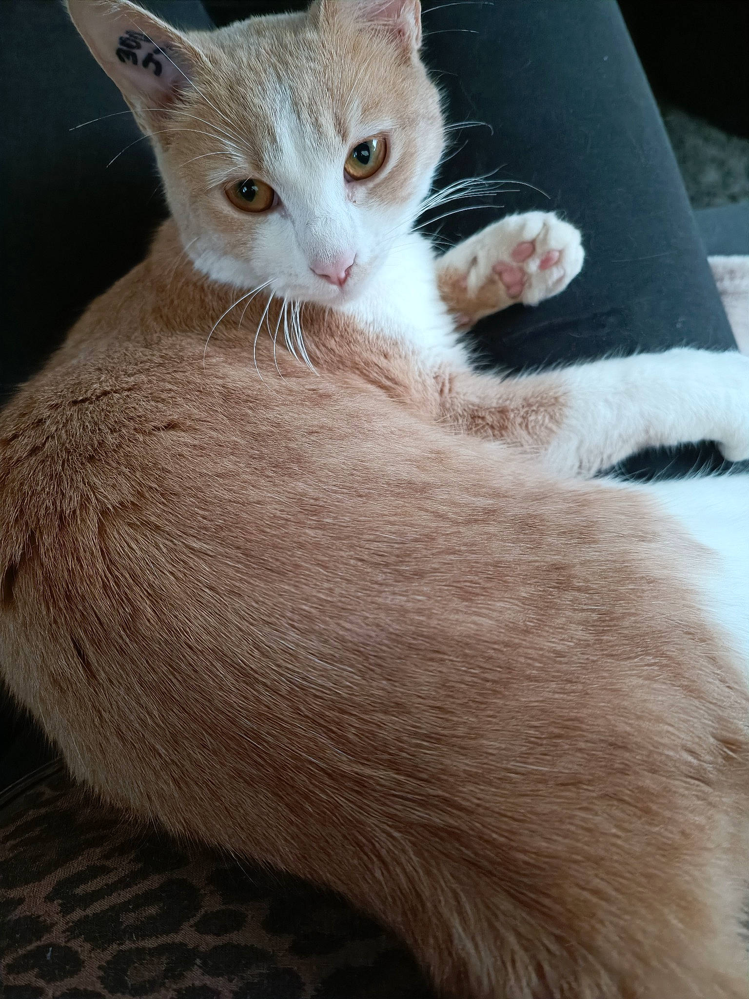 Chippy participe au concours pour gagner de l'argent avec cette photo : carnivore, cat, claw, comfort, domestic_short_haired_cat, ear, fawn, felidae, foot, fur, gesture, human_leg, leg, nail, nap, paw, small_to_medium_sized_cats, snout, tail, whiskers