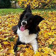 Sya a rejoint le concours — aidez-le/la à gagner de superbes lots ! animal, autumn, black_and_white, border_collie, canine, cute, dog, ears, fall_leaves, fur, grass, happy, leaf_litter, nature, outdoor, pet, playful, seasonal, tongue_out, yellow_leaves