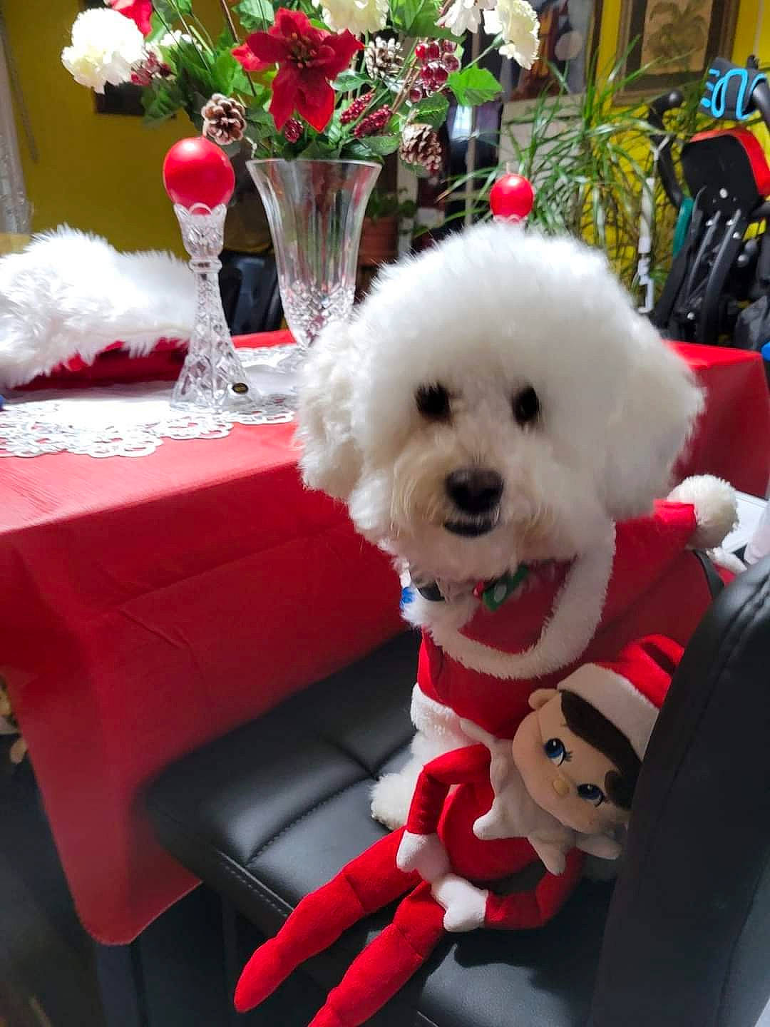 Sky is registered to the contest to win money with this photo: canidae, carnivore, chair, companion_dog, decoration, dog, dog_breed, event, flower, flower_arranging, pink, plant, red, rose, table, tablecloth, tableware, toy_dog, vase, white