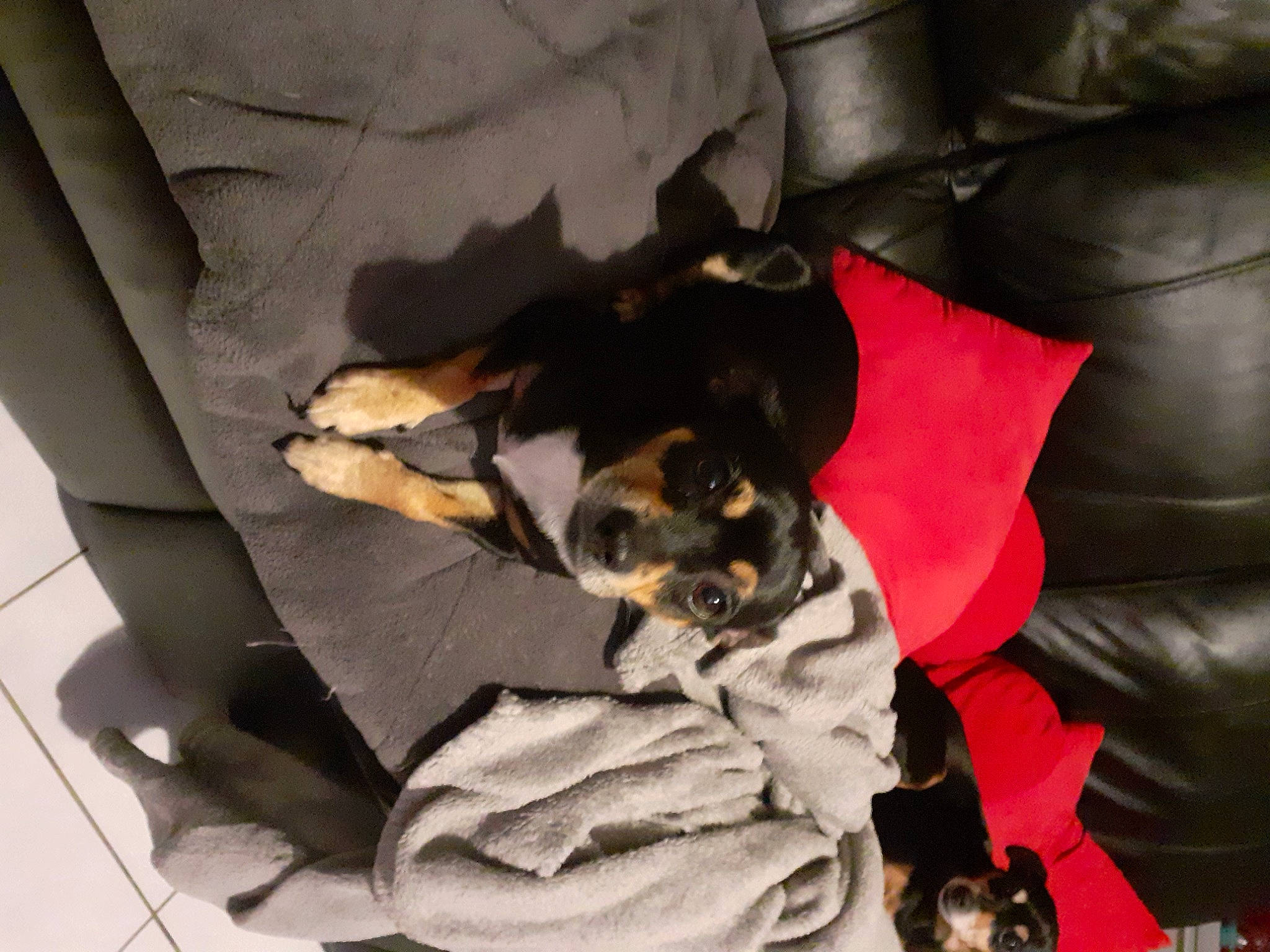 Levis participe au concours pour gagner de l'argent avec cette photo : canidae, carnivore, companion_dog, dog, dog_breed, miniature_pinscher, paw, puppy, sporting_group