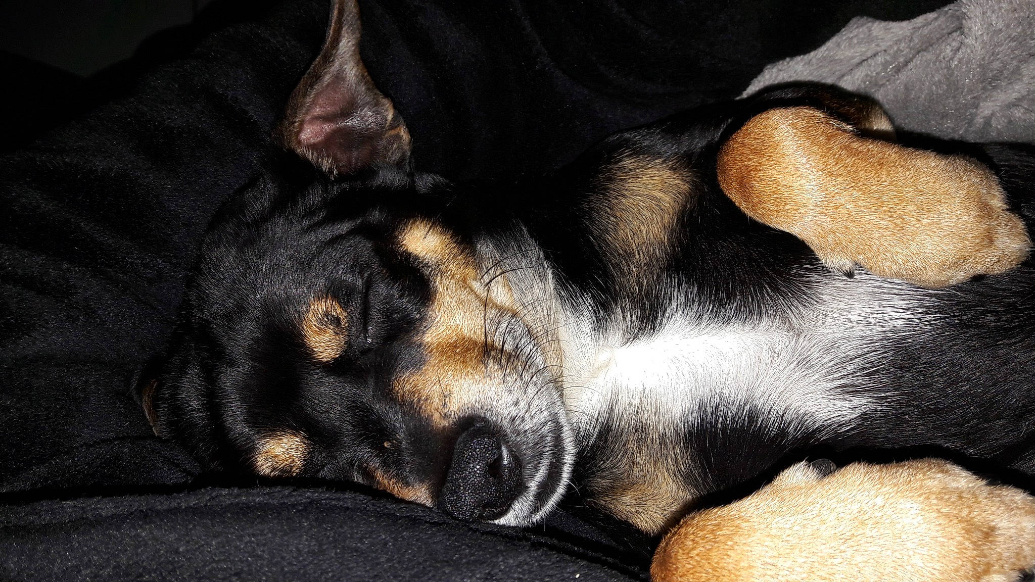 Levis a rejoint le concours — aidez-le/la à gagner de superbes lots ! beauceron, canidae, carnivore, companion_dog, dobermann, dog, dog_breed, ear, fawn, german_pinscher, guard_dog, mammal, miniature_pinscher, nap, paw, pinscher, puppy, puppy_love, snout, whiskers