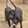 dog, black_dog, playing, outdoor, rope_toy, grass, two_animals, pet, animal, friendly, canine, playful, nature, yard, tail, ears, snout, collar, ground, companions