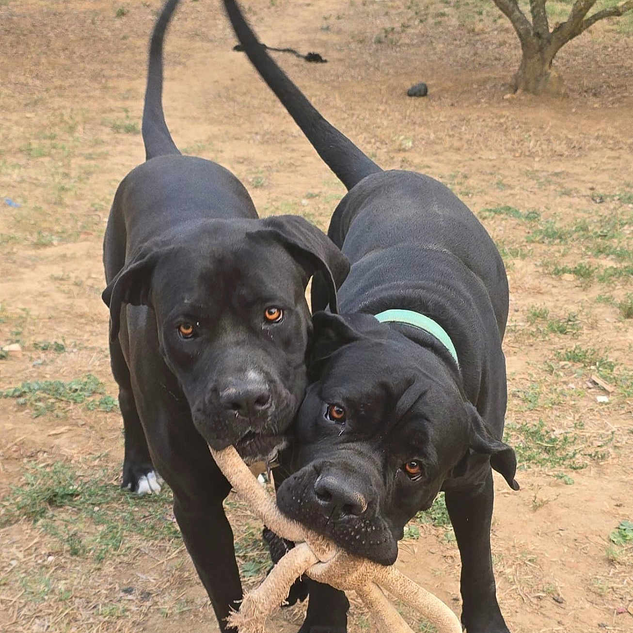 Pablo Et Isis participe au concours pour gagner de l'argent avec cette photo : animal, black_dog, canine, collar, companions, dog, ears, friendly, grass, ground, nature, outdoor, pet, playful, playing, rope_toy, snout, tail, two_animals, yard