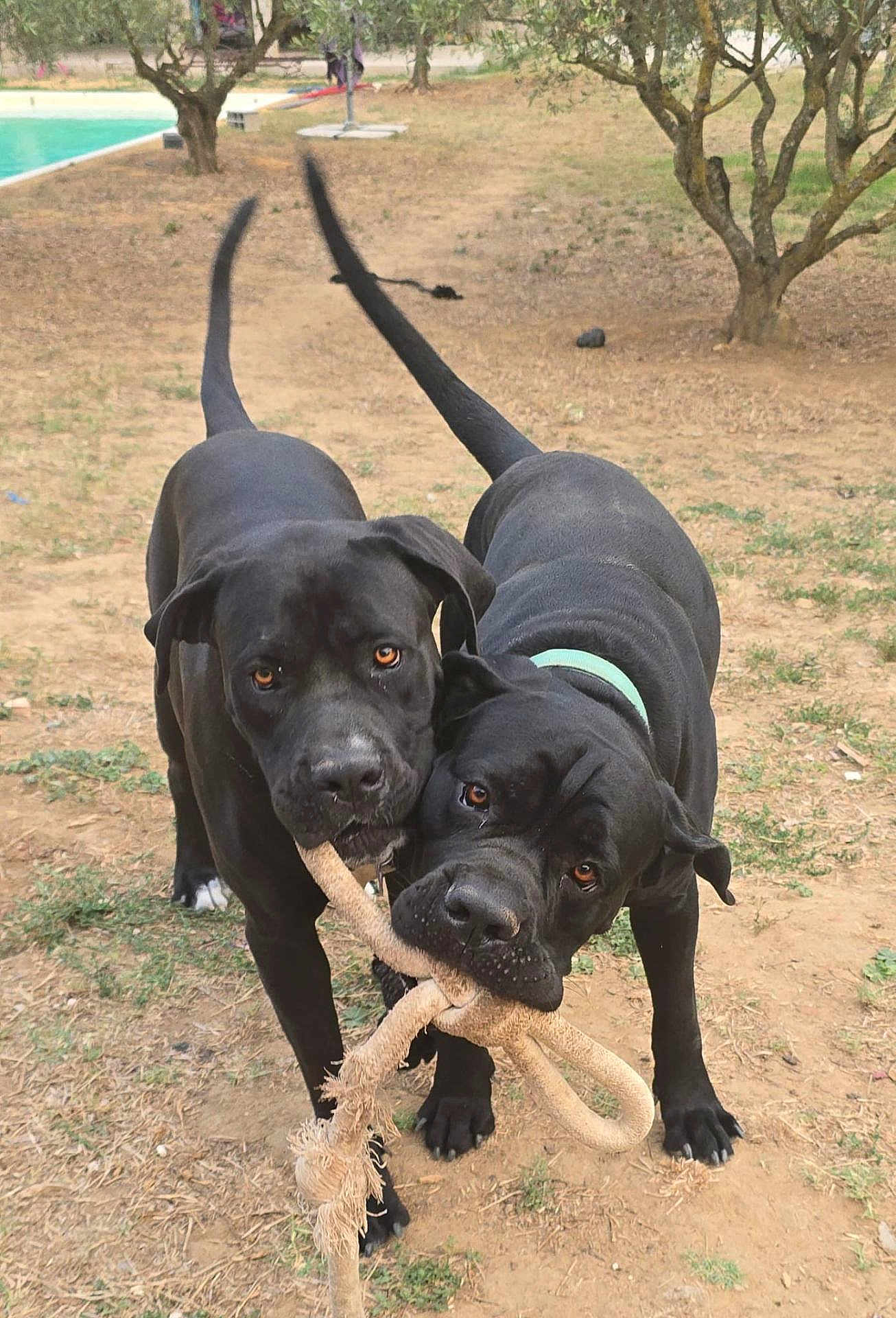 Pablo Et Isis participe au concours pour gagner de l'argent avec cette photo : dog, black_dog, playing, outdoor, rope_toy, grass, two_animals, pet, animal, friendly, canine, playful, nature, yard, tail, ears, snout, collar, ground, companions