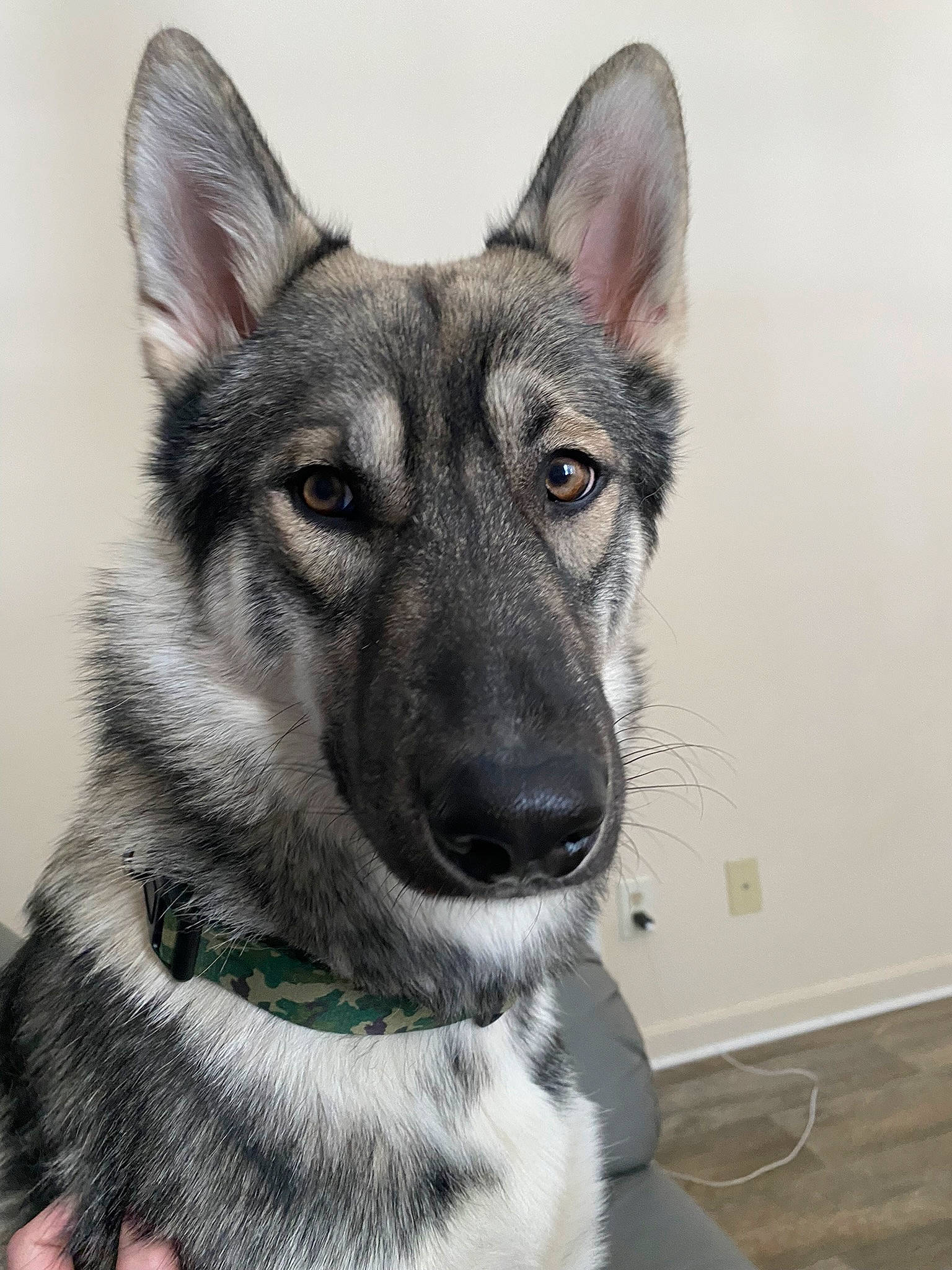 Goose is registered to the contest to win money with this photo: canidae, canis, carnivore, collar, companion_dog, dog, dog_breed, east_european_shepherd, eye, fur, grey, jaw, snout, sporting_group, terrestrial_animal, whiskers, wildlife, wolf, working_animal, working_dog