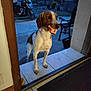 dog, doorway, container, outdoor, motorcycle, tiles, mat, animal, pet, brown, white, spot, garden, bench, evening, curious, stand, mouth, house, porch