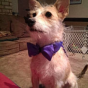 Norman is registered to the contest to win money with this photo: dog, bow_tie, pet, indoor, living_room, couch, furniture, canine, cute, scruffy, attentive, sitting, small_dog, brown, white, ears, fur, animal, domestic, portrait