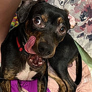 Mor joined the competition — help win amazing prizes! dog, tongue, black_coat, brown_coat, pet, playful, indoor, curtain, fabric, clothing, paw, floor, animal, cute, expression, resting, collar, close_up, tongue_out, mischievous