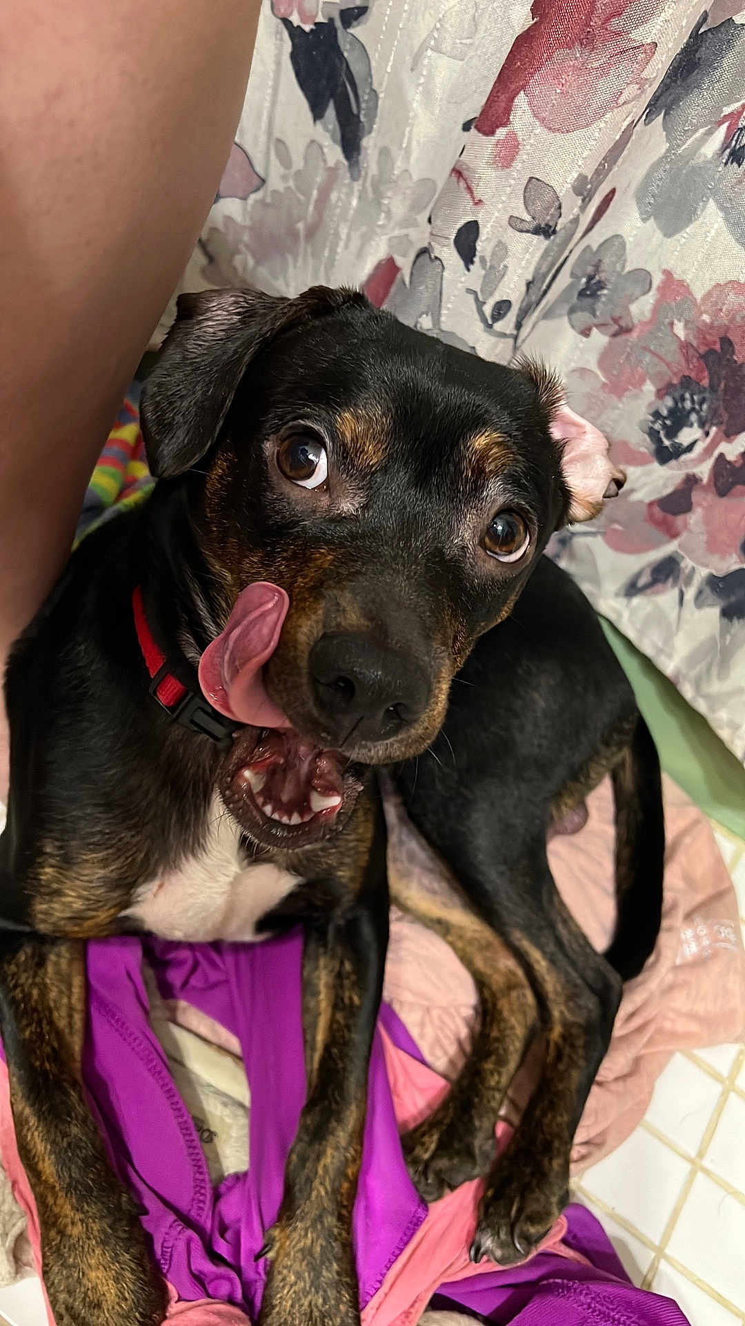 Mor joined the competition — help win amazing prizes! dog, tongue, black_coat, brown_coat, pet, playful, indoor, curtain, fabric, clothing, paw, floor, animal, cute, expression, resting, collar, close_up, tongue_out, mischievous