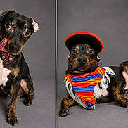 Morphius Morfeo joined the competition — help win amazing prizes! animal, black_dog, canine, costume, cute, dog, domestic_animal, expression, fashion, grey_background, hat, lying_down, pet, playful, portrait, scarf, sitting, studio, tan_dog, two_dogs