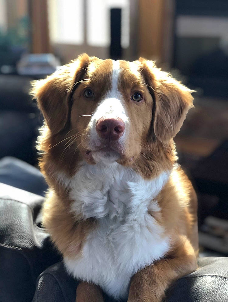 Kinnick joined the competition — help win amazing prizes! australian_collie, australian_shepherd, basque_shepherd_dog, border_collie, canidae, carnivore, companion_dog, dog, dog_breed, fur, mammal, miniature_australian_shepherd, rare_breed_dog, small_greek_domestic_dog, snout, sporting_group, vertebrate, welsh_sheepdog, whiskers, working_dog