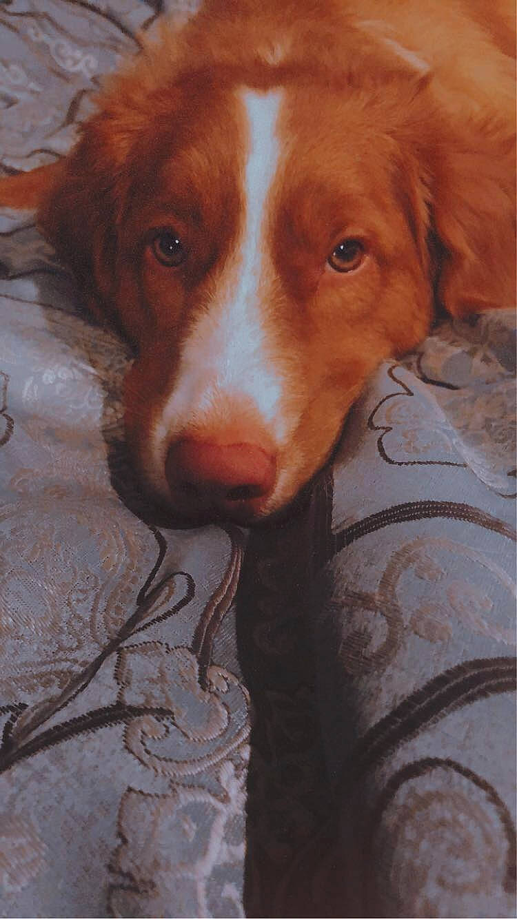 Kinnick is registered to the contest to win money with this photo: brittany, canidae, carnivore, companion_dog, dog, dog_breed, hunting_dog, kooikerhondje, liver, mammal, nova_scotia_duck_tolling_retriever, retriever, snout, spaniel, sporting_group, vertebrate, welsh_springer_spaniel