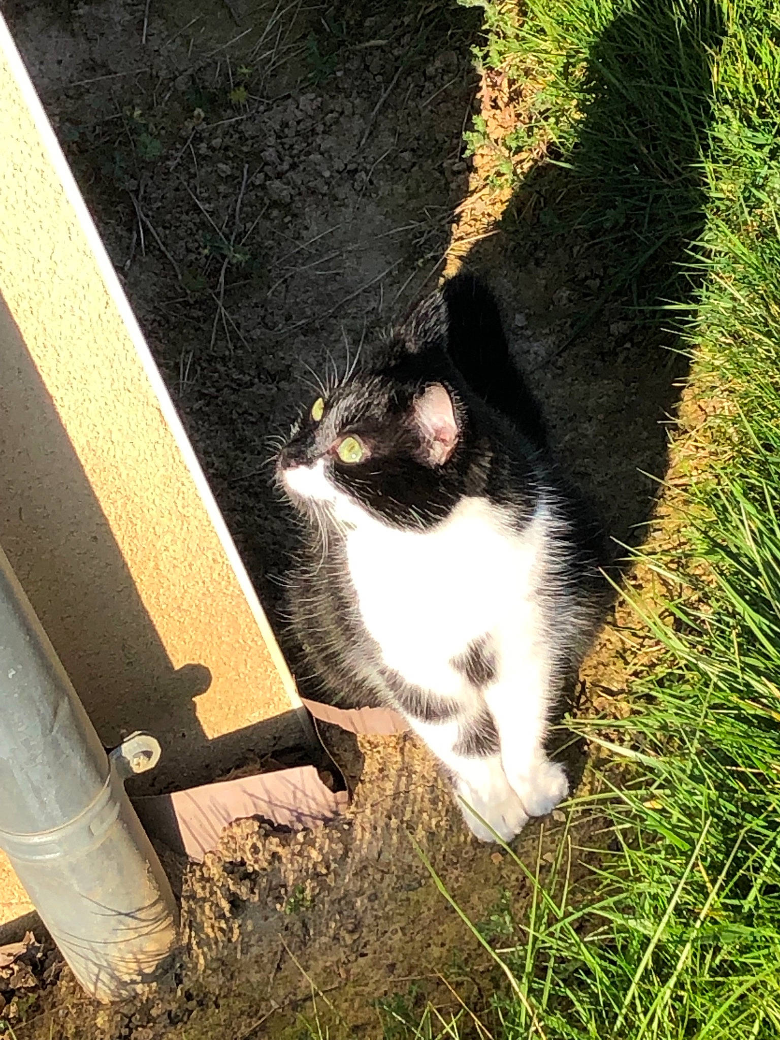 Chance participe au concours pour gagner de l'argent avec cette photo : carnivore, cat, domestic_short_haired_cat, european_shorthair, felidae, fur, grass, plant, polydactyl_cat, small_to_medium_sized_cats, snout, tail, tree, whiskers