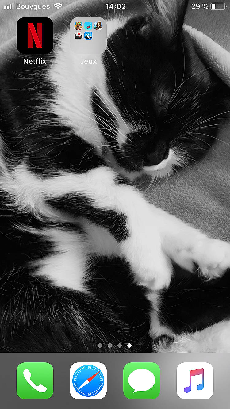 Chance participe au concours pour gagner de l'argent avec cette photo : black_and_white, carnivore, cat, ear, felidae, font, fur, kitten, paw, photo_caption, photography, screenshot, small_to_medium_sized_cats, style, tail, whiskers