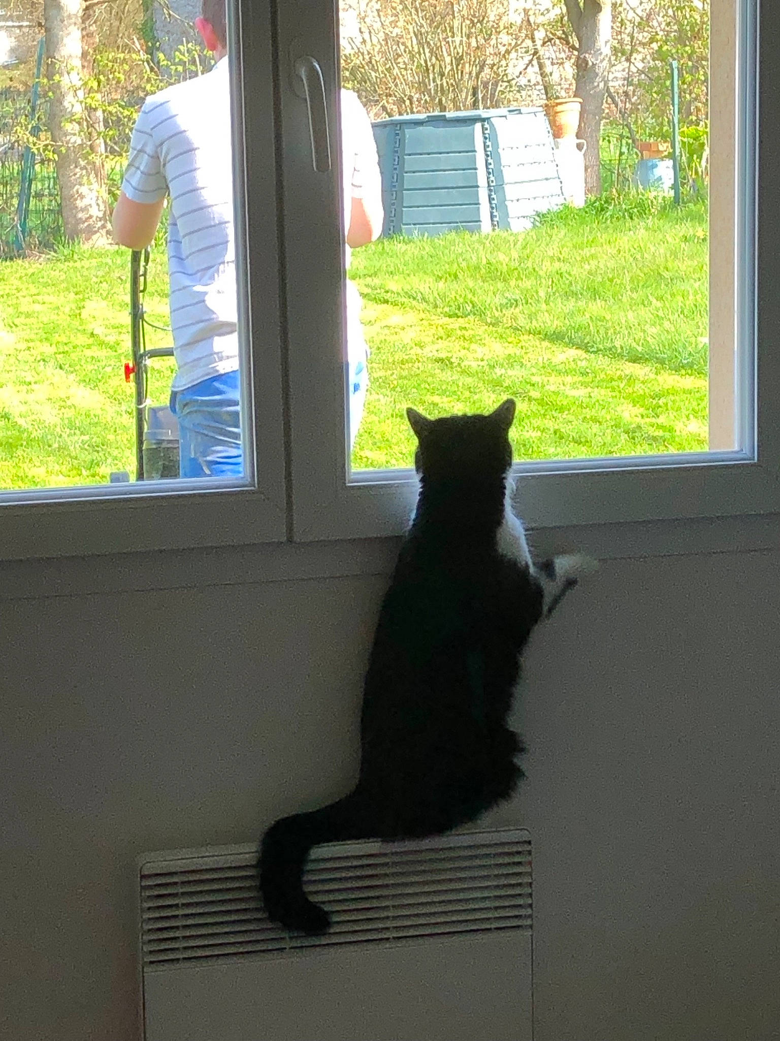 Chance participe au concours pour gagner de l'argent avec cette photo : black_cat, carnivore, cat, domestic_short_haired_cat, door, felidae, floor, flooring, fur, home, house, plant, polydactyl_cat, small_to_medium_sized_cats, tail, tree, whiskers, window