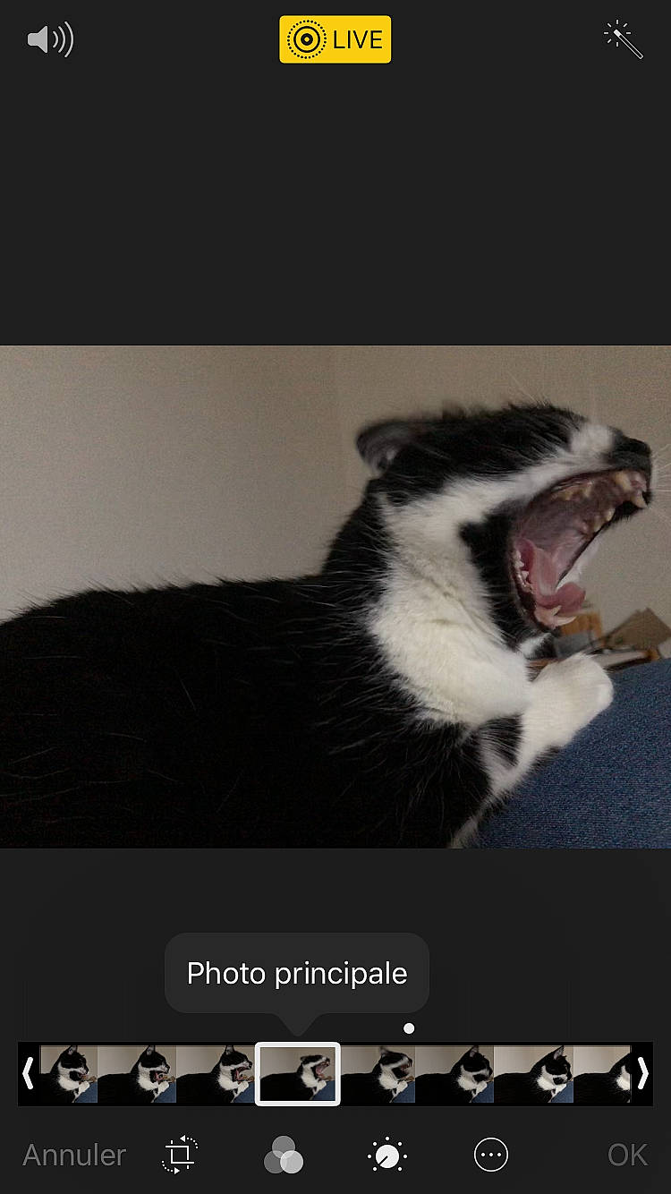 Chance participe au concours pour gagner de l'argent avec cette photo : australian_shepherd, border_collie, canidae, carnivore, dog, dog_breed, facial_expression, photo_caption, photography, screenshot, yawn