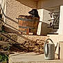 Vénus a rejoint le concours — aidez-le/la à gagner de superbes lots ! animal, container, curious, daylight, dog, garden, outdoor, patio, pet, plant, relaxing, rustic, shadow, side_view, stone, sunlight, wall, watering_can, window, wooden_barrel