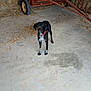 Vénus participe au concours pour gagner de l'argent avec cette photo : agriculture, animal, barn, black_and_white, black_dog, concrete_floor, curious, dog, farm, farm_equipment, hay_bales, indoors, nose, pet, red_collar, rural, snout, standing, straw, wheel
