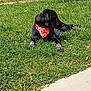 animal, bandana, black_dog, canine, companion, daytime, dog, grass, greenery, leisure, lying_down, nature, outdoor, path, pet, red_bandana, relaxed, shirt, side_view, sunny