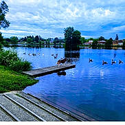 Unique Loufi participe au concours pour gagner de l'argent avec cette photo : animal, bird, boardwalk, canine, dog, lake, lakefront, landscape, nature, outdoors, pet, pier, plant, pond, port, scenery, summer, tree, water, waterfront