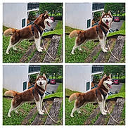 Loufi a rejoint le concours — aidez-le/la à gagner de superbes lots ! dog, husky, pet, canine, animal, outdoor, grass, leash, building, side_view, happy, tongue_out, fur, ears, tail, nature, parked_cars, walk, summer, daytime