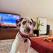 Pinceau a rejoint le concours — aidez-le/la à gagner de superbes lots ! black_spots, brown_eyes, collar, dalmatian, dog, dog_toy, home_decor, houseplant, indoors, leash, living_room, ottoman, pet, portrait, rug, short_hair, sitting, spotted_dog, television, white_fur
