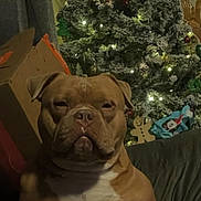 Tank is registered to the contest to win money with this photo: dog, christmas_tree, holiday_lights, ornaments, indoor, decorations, cardboard_box, sofa, brown_dog, white_chest_marking, festive, holiday, living_room, furniture, pet, canine, animal, christmas, tree, night