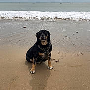 Zouka a rejoint le concours — aidez-le/la à gagner de superbes lots ! dog, beach, sand, ocean, water, waves, cloudy_sky, pet, animal, outdoor, canine, sitting, nature, shore, wet_sand, sea, coast, horizon, daytime, quiet