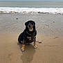 dog, beach, sand, ocean, water, waves, cloudy_sky, pet, animal, outdoor, canine, sitting, nature, shore, wet_sand, sea, coast, horizon, daytime, quiet