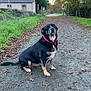 dog, black_dog, red_collar, sitting, gravel_path, autumn, fallen_leaves, trees, house, countryside, outdoor, nature, pet, animal, quiet, scenic, daytime, road, fence, greenery