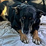 dog, black_dog, tan_paws, lying_down, blanket, indoors, pet, canine, fur, paws, looking_up, close_up, animal, domestic_animal, mammal, resting, cute, companion, soft_light, portrait