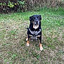 dog, animal, outdoor, grass, harness, pet, sitting, nature, greenery, canine, fur, ears, eyes, snout, tail, field, bushes, daylight, mammal, alert