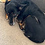 dog, black_dog, tan_dog, curled_up, carpet, indoor, pet, resting, canine, furniture, couch, floor, cozy, ears, sleepy, companion, animal, cute, domestic, quiet
