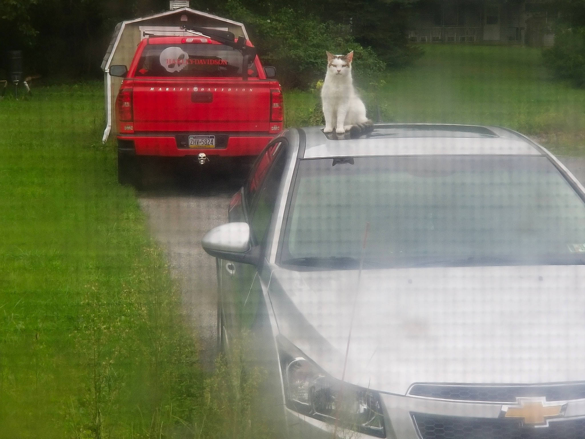 Whitey joined the competition — help win amazing prizes! automotive_exterior, automotive_window_part, car, chevrolet, city_car, compact_car, family_car, glass, land_vehicle, mid_size_car, person, vehicle, vehicle_door