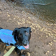 Loki is registered to the contest to win money with this photo: dog, black_dog, harness, leash, waterfall, rocks, dirt_path, water, outdoor, nature, happy, pet, canine, animal, pool, person_legs, daylight, smiling, closeup, walking