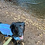 dog, black_dog, harness, leash, waterfall, rocks, dirt_path, water, outdoor, nature, happy, pet, canine, animal, pool, person_legs, daylight, smiling, closeup, walking