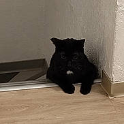 Izem participe au concours pour gagner de l'argent avec cette photo : black_cat, cat, pet, indoor, floor, corner, doorway, wooden_floor, animal, whiskers, feline, curious, alert, shadow, quiet, home, domestic, mammal, small, cute